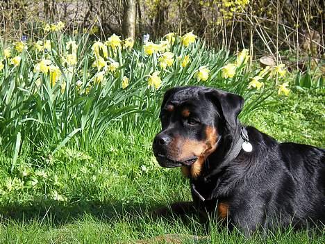 Rottweiler Taija billede 11