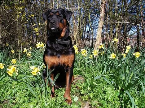 Rottweiler Taija billede 12
