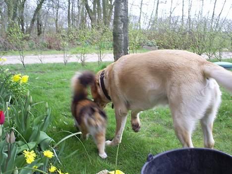 Labrador retriever Oskar - Oskar og Maincoon katten Mille billede 10
