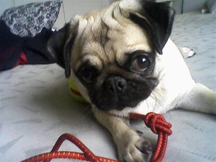 Mops Thila - Og et mere nyt billed.. ;) billede 7