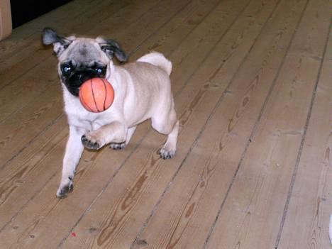 Mops Thila - hehe.. så skal der spilles bold.. :D billede 8