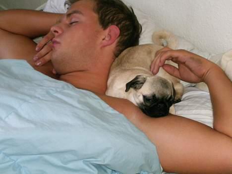 Mops Thila - Atid dejligt at putte tæt ved farmand.. :D billede 9