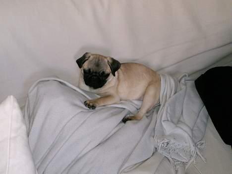 Mops Thila - Putter godt i sofaen.. (: billede 10