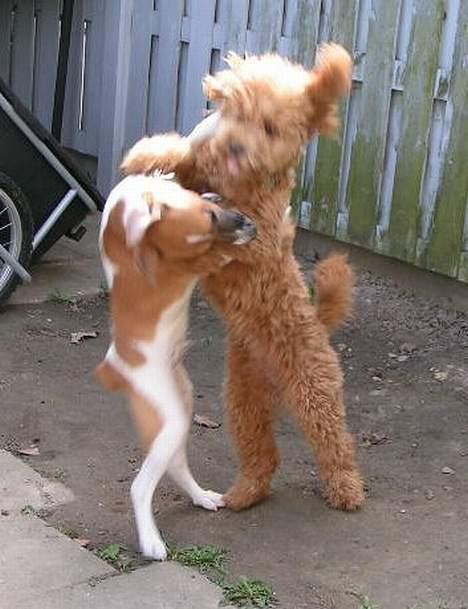 Dansk svensk gaardhund Laban billede 9