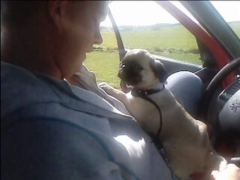 Mops Thila - Hey.... skal du have et pys? billede 11