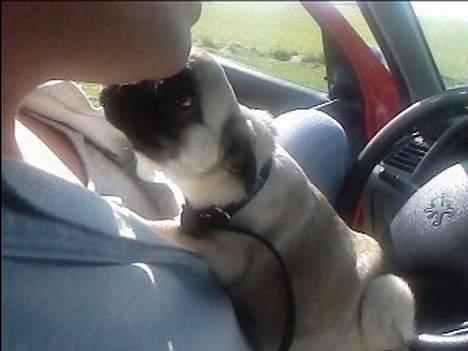 Mops Thila - Jaaaah jeg tør godt.. :) billede 12