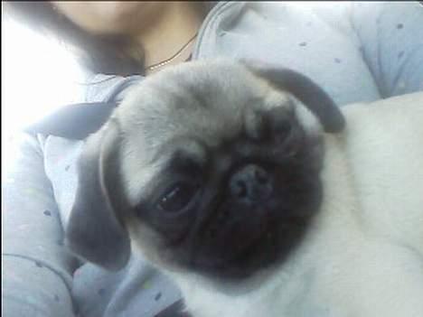 Mops Thila - Er jeg ikk kær ? billede 13