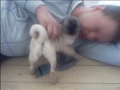 Mops Thila - så skal jeg drille far... altid sjovt.. billede 14