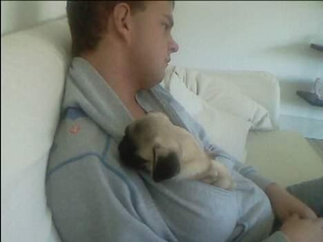 Mops Thila - Putter sååå godt i fars trøje.. :) billede 15