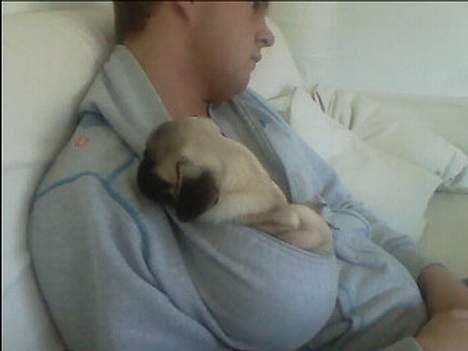 Mops Thila - Sååååh træt.. ;) billede 16