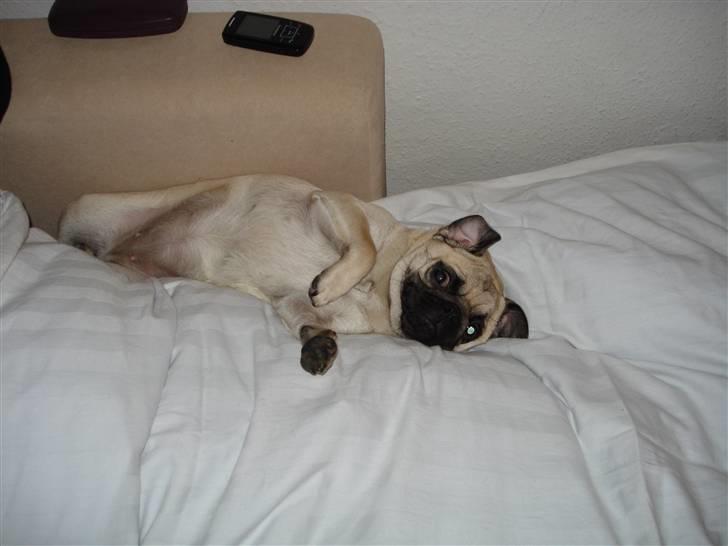 Mops Thila - Zzzzzz billede 17