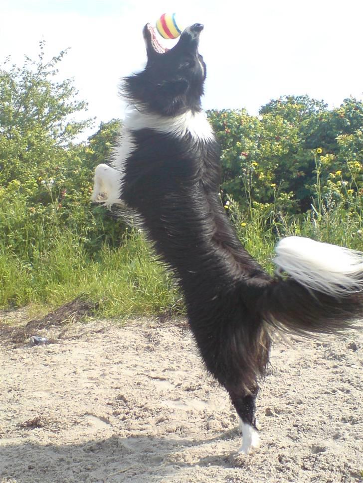 Border collie Nemo - nemo i sandet billede 5