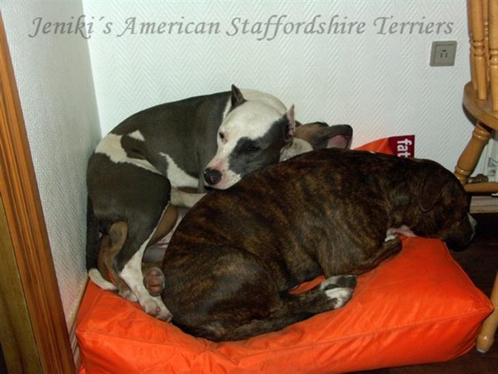 Amerikansk staffordshire terrier Khorramshahrs Gladiator - *Find den tredje hund* billede 9