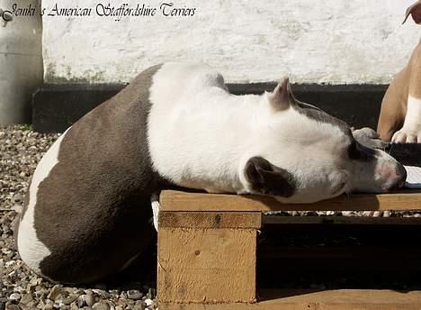 Amerikansk staffordshire terrier Icewood EZ Blue Baby Girl - Rest in Peace <3 billede 16