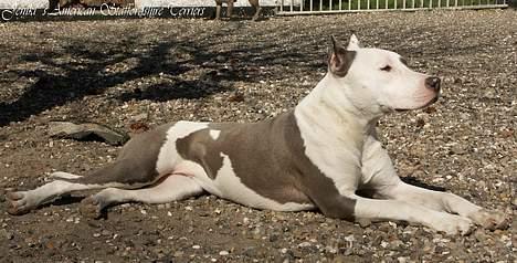 Amerikansk staffordshire terrier Icewood EZ Blue Baby Girl - Rest in Peace <3 billede 17
