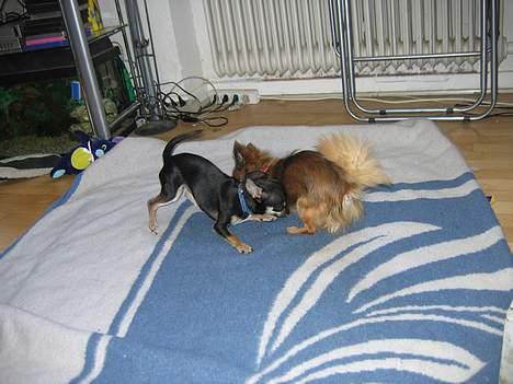 Chihuahua diva - sussi billede 8