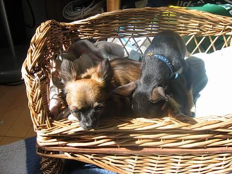 Chihuahua diva - sussi billede 9