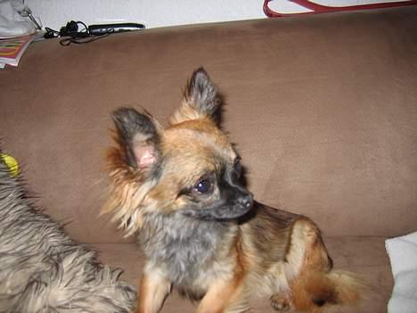 Chihuahua diva - sussi billede 10