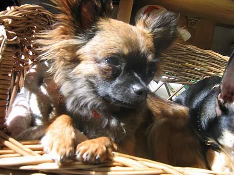 Chihuahua diva - sussi billede 11