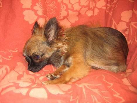 Chihuahua diva - sussi billede 12