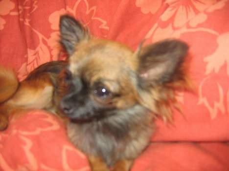 Chihuahua diva - sussi billede 13