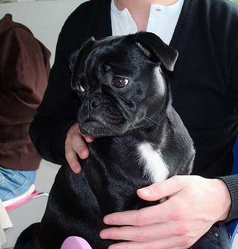 Blanding af racer Carla *mops/pudel* billede 13
