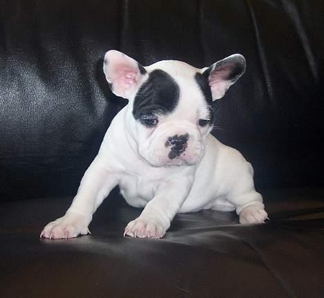 Fransk bulldog Cliff - Cliff 6 uger billede 7