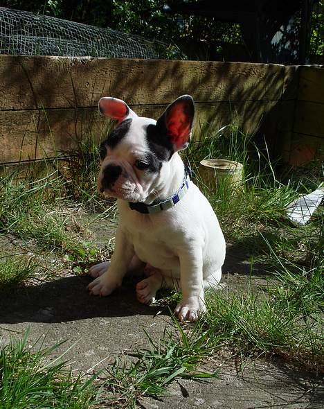 Fransk bulldog Cliff - Cliff 8 uger i haven billede 8