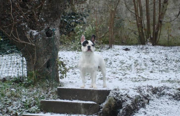 Fransk bulldog Cliff billede 9