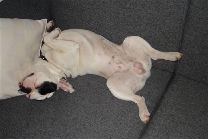 Fransk bulldog Cliff billede 10