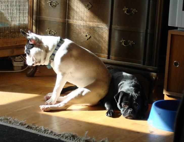 Fransk bulldog Cliff - Den fine plet på halen :) billede 11