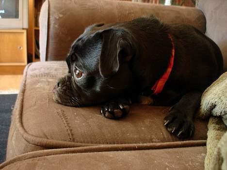 Blanding af racer Carla *mops/pudel* billede 14