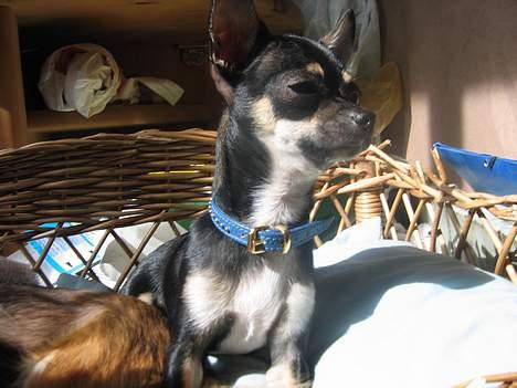 Chihuahua King billede 12