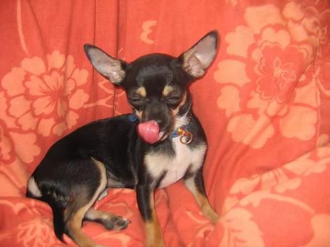 Chihuahua King billede 13