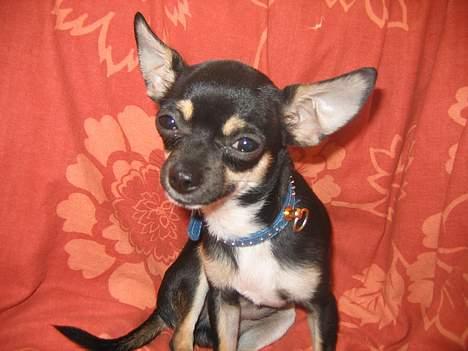 Chihuahua King billede 14