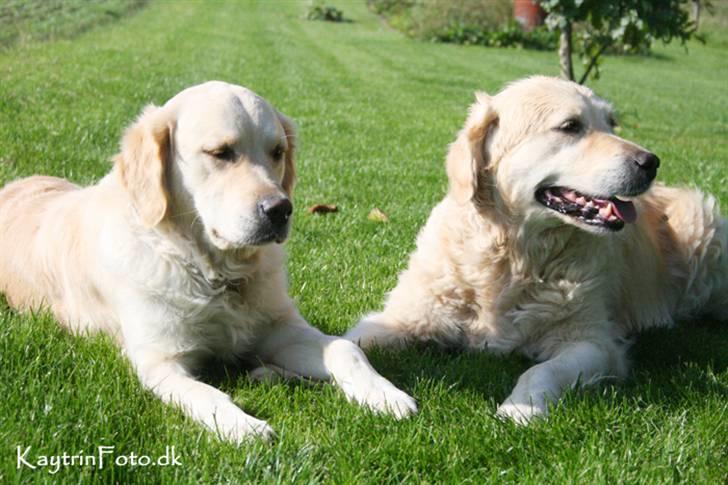 Golden retriever "Watch me" - *Chilli* - Bella og Chilli i haven d. 27 september 07 billede 8