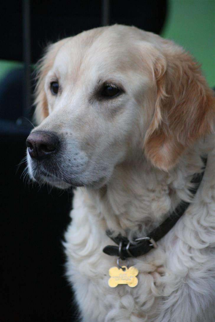 Golden retriever "Watch me" - *Chilli* - Efter en lang skov-tur :) d. 20.11.09 billede 9