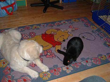 Golden retriever Lergaardens Playfull Pokémon (Tyson) - Jaaa Nulle min bedste ven XD det er min storresøsters kanin <3 billede 1