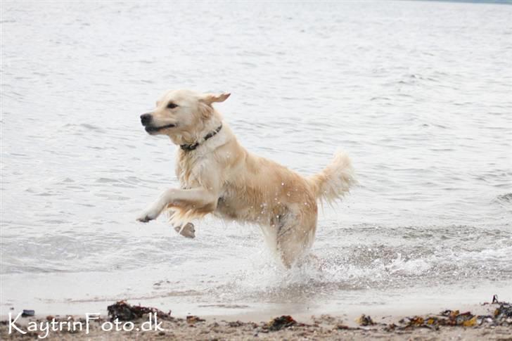 Golden retriever "Watch me" - *Chilli* - ChSmukke strandløve :-) d. 29-7-07 billede 10