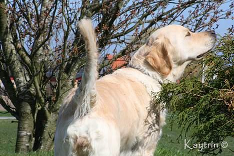 Golden retriever "Watch me" - *Chilli* - Snuse snuse... d. 13-4-2007 billede 11