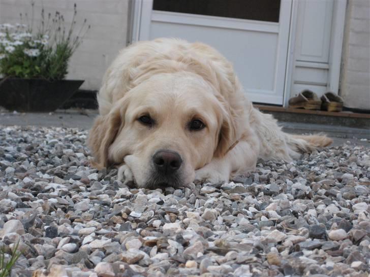 Golden retriever "Watch me" - *Chilli* - Chilli ligger og slapper af d. 10 Juni 07 billede 12