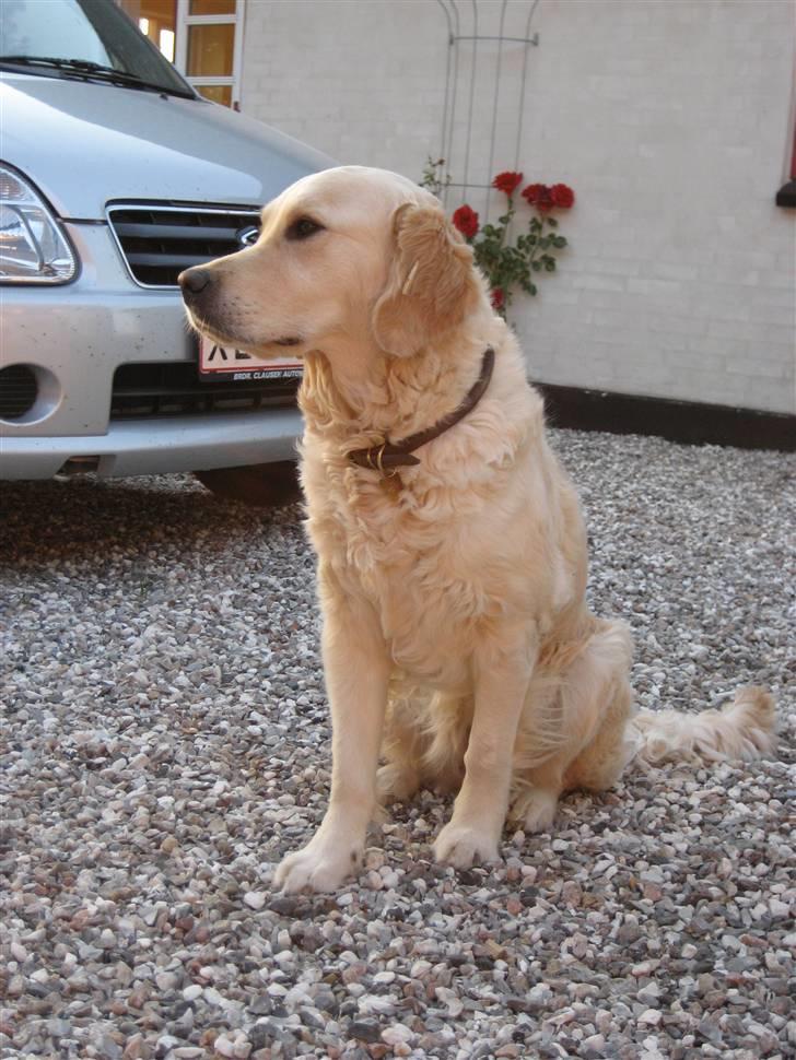 Golden retriever "Watch me" - *Chilli* - Den smukke hund d. 10 Juni 07 billede 13