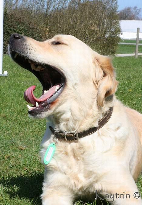 Golden retriever "Watch me" - *Chilli* - Gaaaab... Hvor er du altså kedelig, når vi skal tage alle de billeder d. 13-4-2007 billede 14
