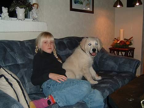 Golden retriever Lergaardens Playfull Pokémon (Tyson) - Som 11 ugers hvalp. Lidt tyk mave efter en heeeel lagkage billede 2