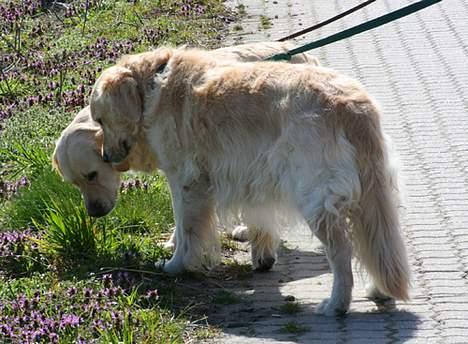 Golden retriever "Watch me" - *Chilli* - "Hvem tror du har været her sidst Bella? " d. 13-4-2007 billede 15