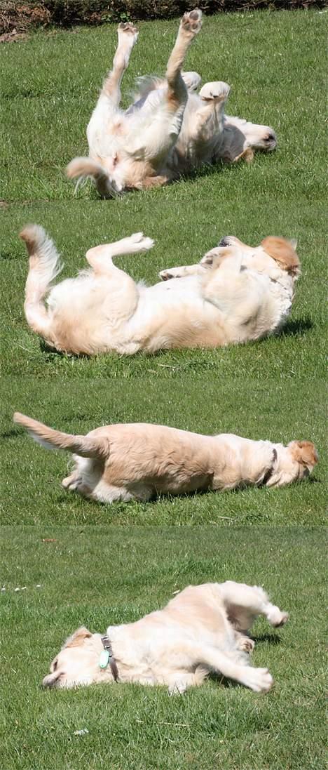 Golden retriever "Watch me" - *Chilli* - Rulle Rulle og rulle :-) d. 13-4-2007 billede 16