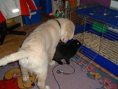 Golden retriever Lergaardens Playfull Pokémon (Tyson) - Hov hov! kan du så lige komme ind i buret igen billede 3