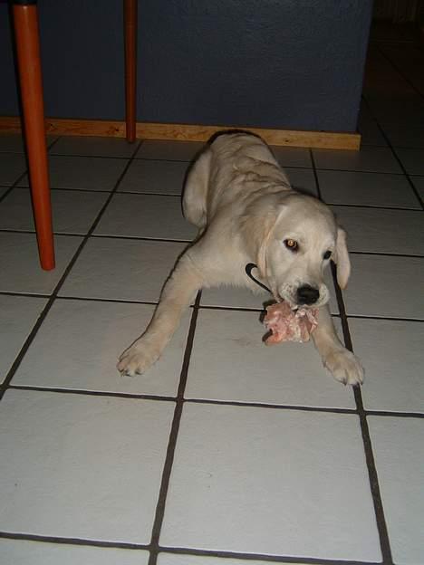 Golden retriever Lergaardens Playfull Pokémon (Tyson) - Heey bliv her kødben billede 4