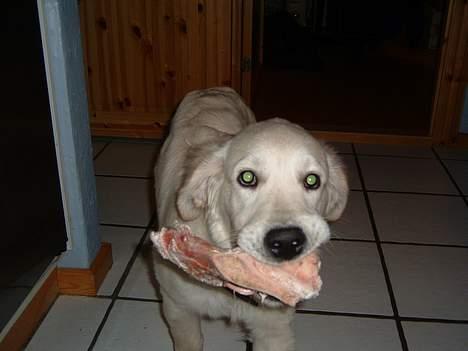 Golden retriever Lergaardens Playfull Pokémon (Tyson) - Smiiiiiiiiiiiil til fotografen med kødben i munden billede 5