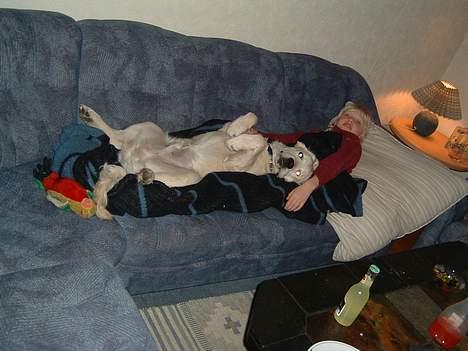 Golden retriever Lergaardens Playfull Pokémon (Tyson) - Flad ud dag! billede 6